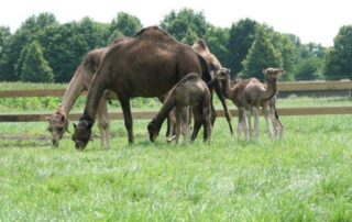 kalfjes buiten Zondag- & vakantie safari's