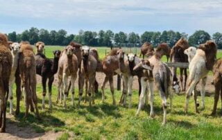 onze kamelen Zondag- & vakantie safari's