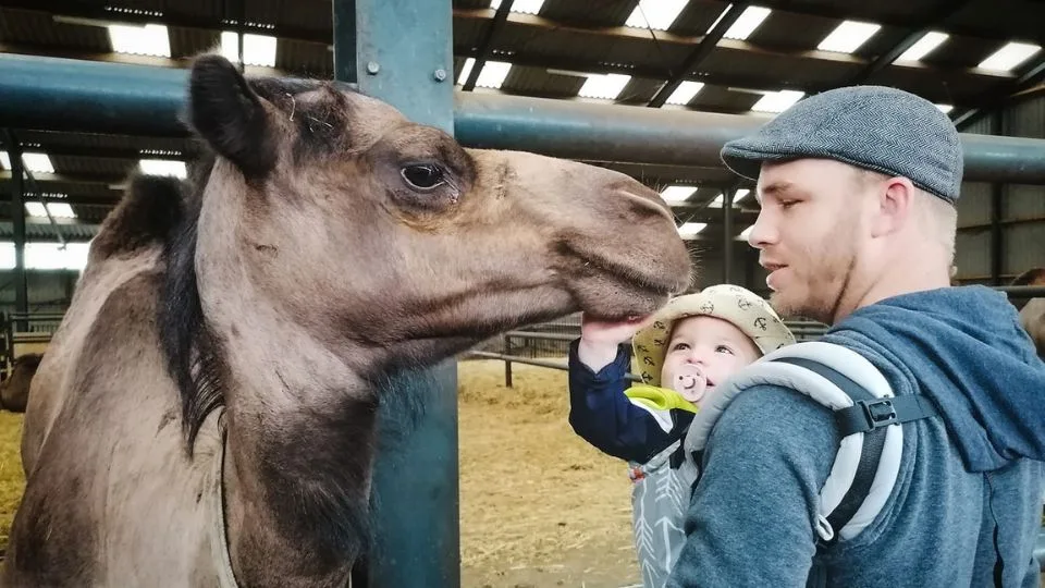 zelfstandig rondlopen een vader die een kind in de draagzak heeft die de kameel aait.